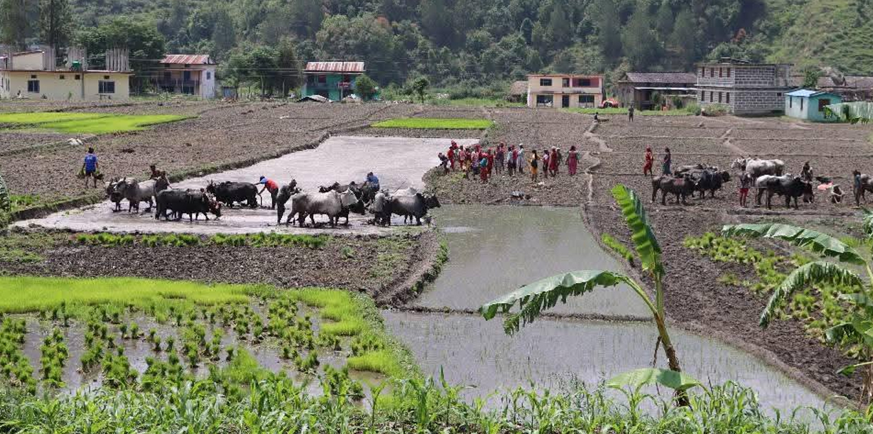 जोरायले बासमती धानले पाउँदै छ लोकप्रियता